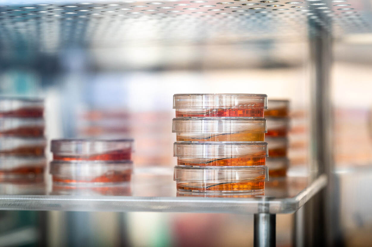 Orange liquids in petri dish