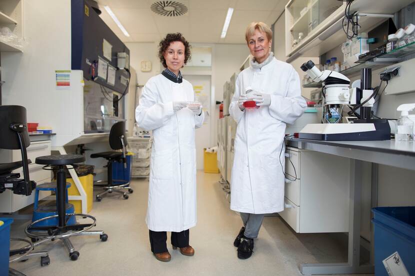 Prof. Christine Mummery (rechts) met haar collega dr. Susana Chuva de Sousa Lopes in het lab op het LUMC.